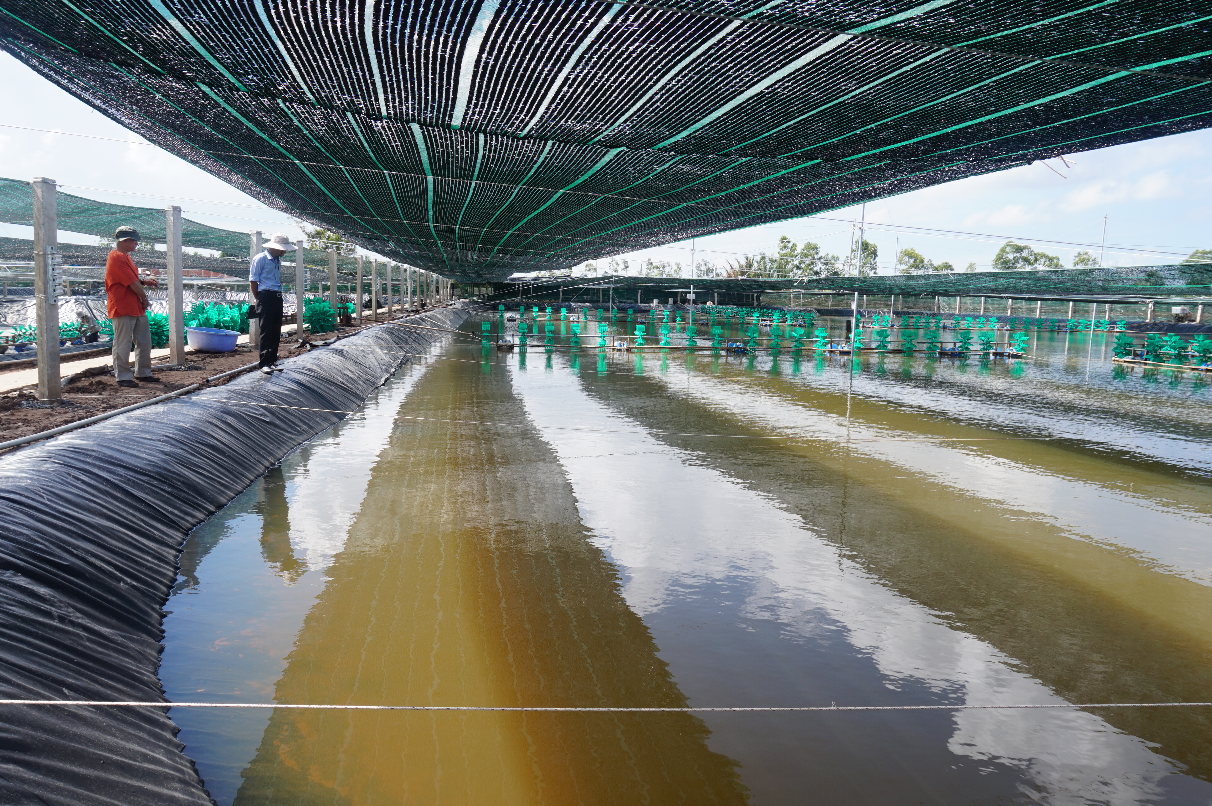 bat lot ao tom - ben tre 1